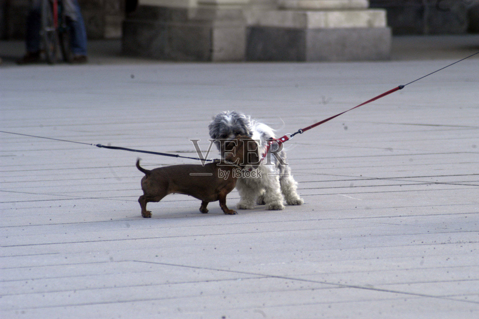 玩狗感觉自由照片摄影图片