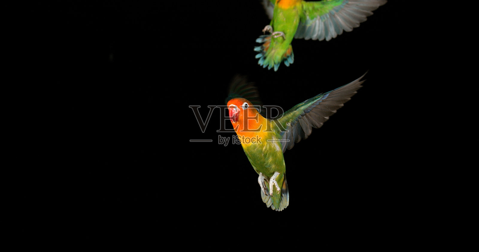 费舍尔的爱情鸟，agapornis fischeri，一对站在树枝上，起飞，在飞行照片摄影图片