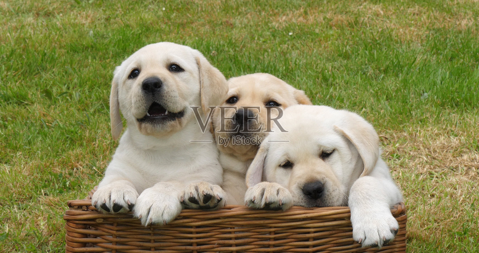 黄色拉布拉多猎犬，小狗在篮子里玩耍，法国诺曼底照片摄影图片