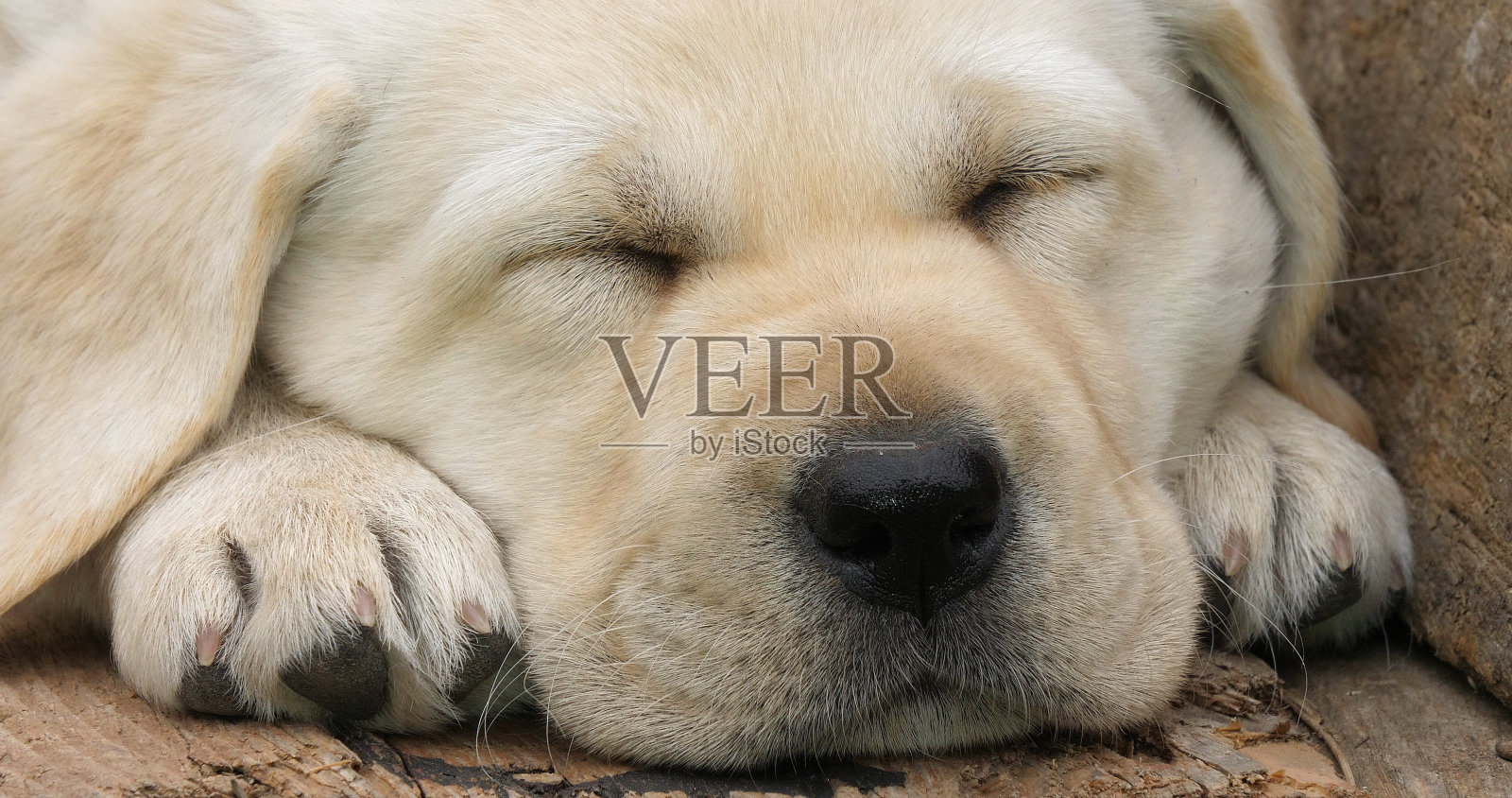 拉布拉多寻回犬，黄色小狗在独轮手推车上睡觉，法国诺曼底照片摄影图片