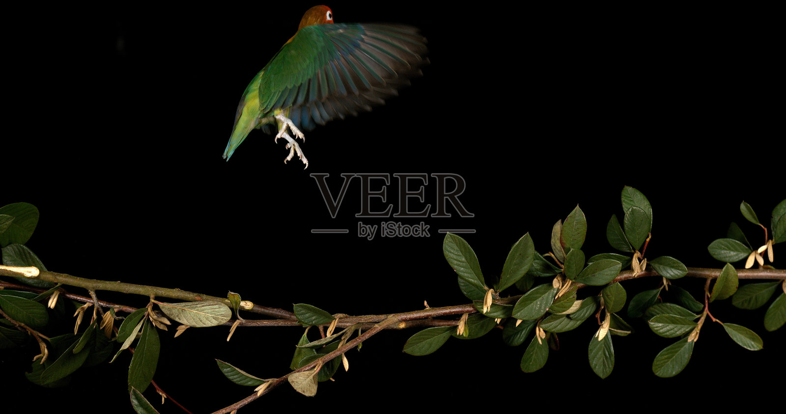 费舍尔的爱情鸟，agapornis fischeri，成年鸟站在树枝上，起飞，在飞行中照片摄影图片