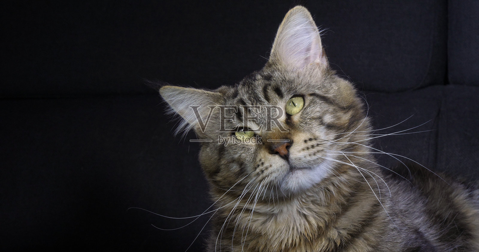 棕色斑点斑猫缅因家猫，黑色背景下的雄性肖像，法国诺曼底照片摄影图片