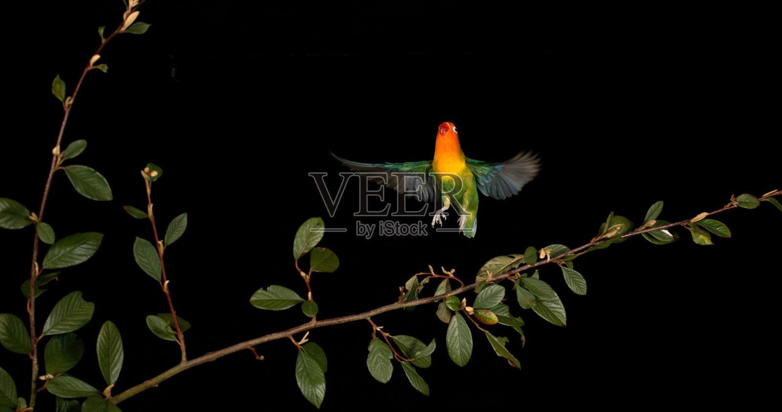 费舍尔的爱情鸟，agapornis fischeri，成年鸟站在树枝上，起飞，在飞行中照片摄影图片