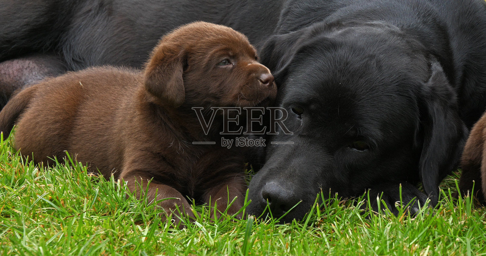 黑色拉布拉多猎犬母狗和黑色和棕色小狗在诺曼底的草坪上照片摄影图片