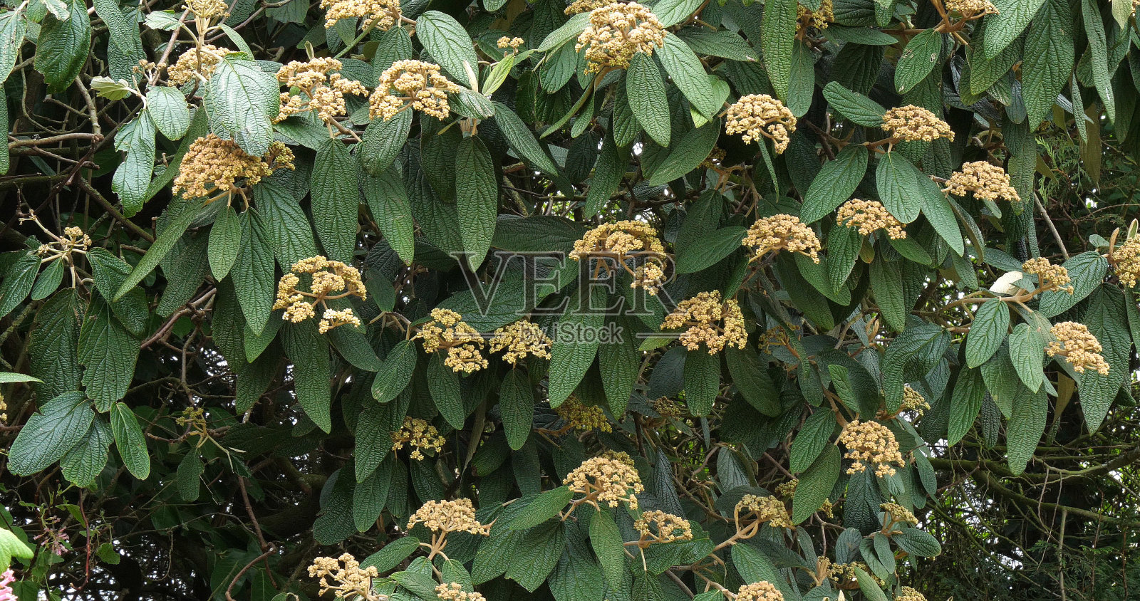 法国诺曼底的灌木照片摄影图片