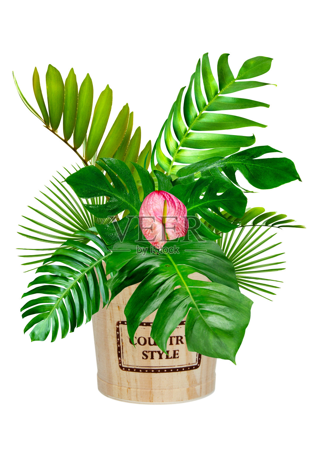 绿色怪物树叶图案与木桶自然概念，热带树叶孤立在白色背景照片摄影图片