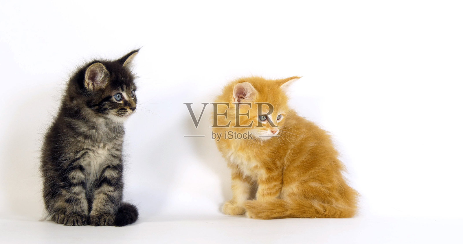 棕色斑点斑猫和奶油斑点斑猫缅因家猫，白底小猫，法国诺曼底照片摄影图片