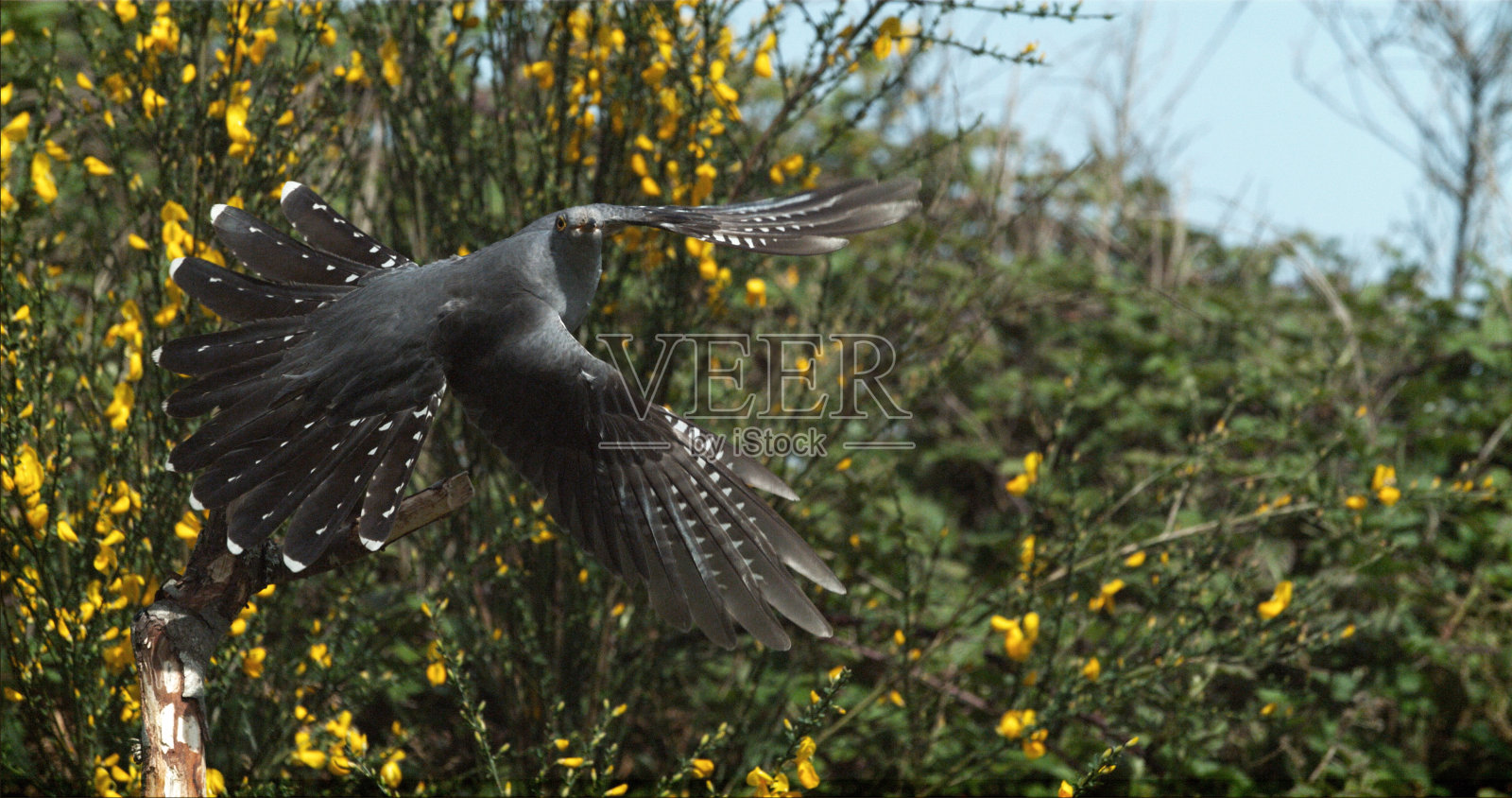 普通杜鹃，canorus杜鹃，飞行中的成鸟，生长于法国诺曼底照片摄影图片