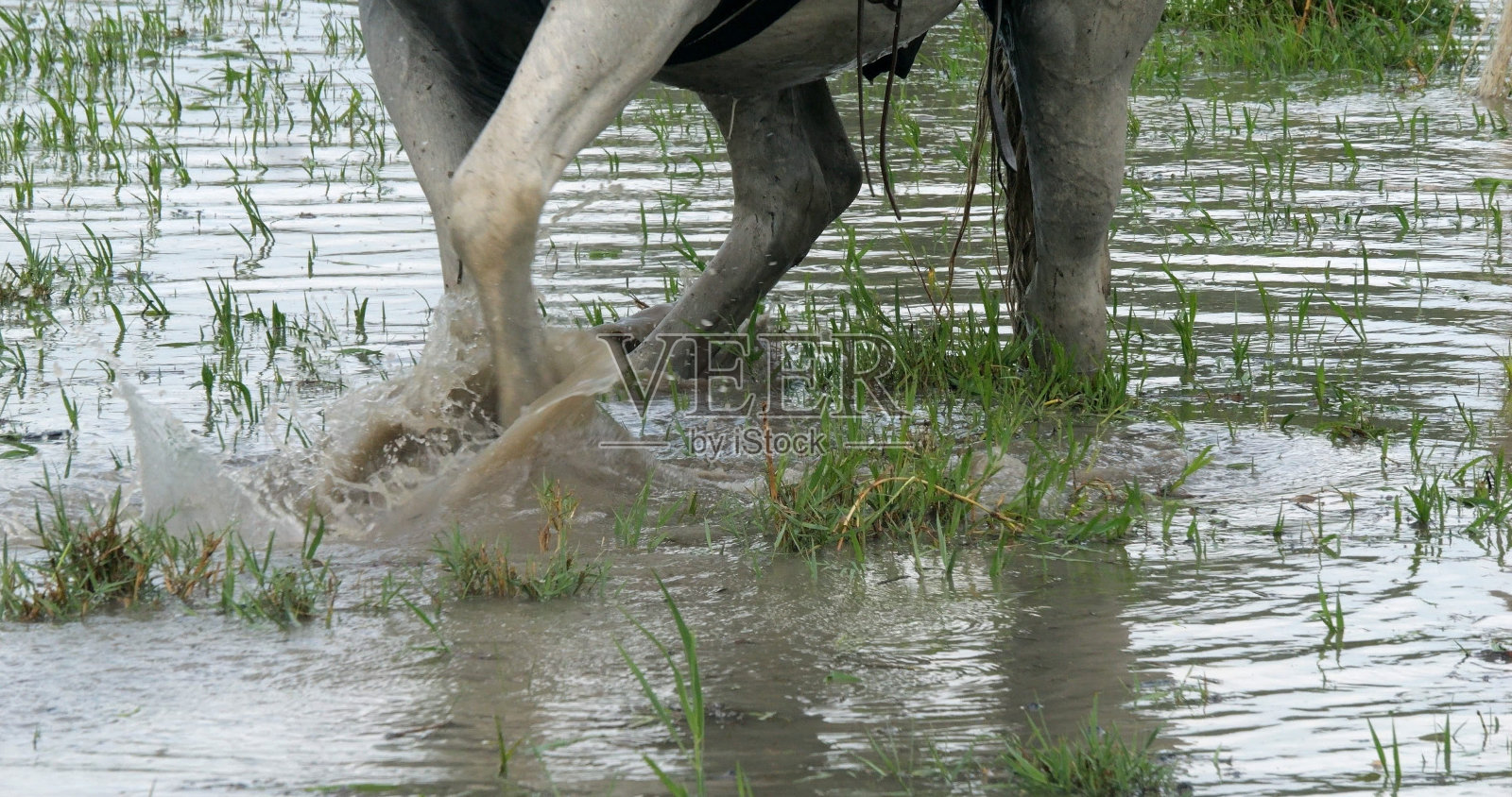 卡马格或卡马格马，沼泽里的马，用蹄子抓地表示不耐烦，法国南部卡马格的la Mer圣玛丽照片摄影图片