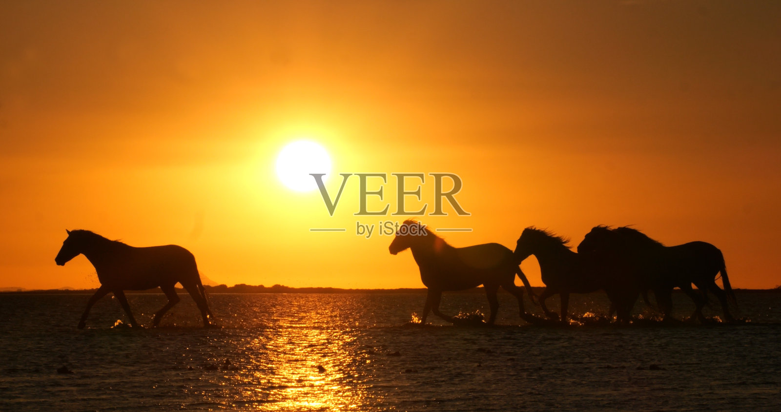 卡马尔格马，羊群在日出的海洋中小跑或疾驰，圣玛丽德拉梅尔在卡马尔格，在法国南部照片摄影图片