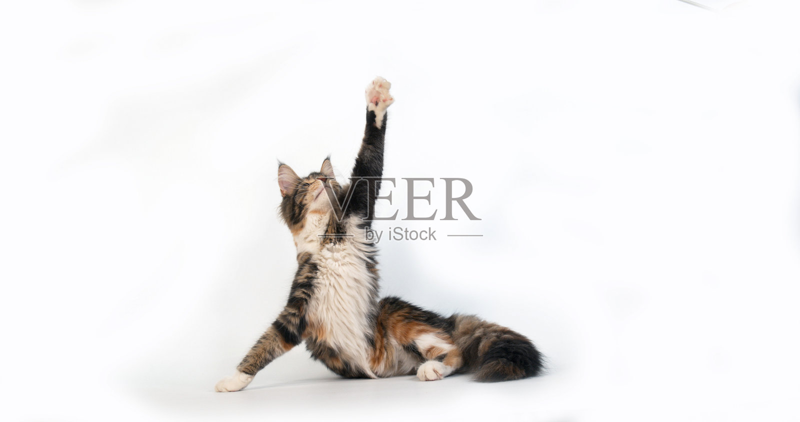 棕色斑点虎斑猫和白色缅因库恩家猫，雌性在白色背景下玩耍，法国诺曼底照片摄影图片