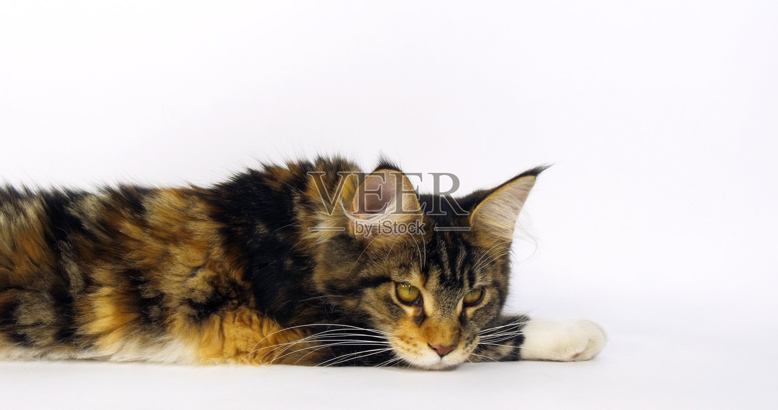 棕色斑点虎斑猫和白色缅因库恩家猫，雌性白底，法国诺曼底照片摄影图片