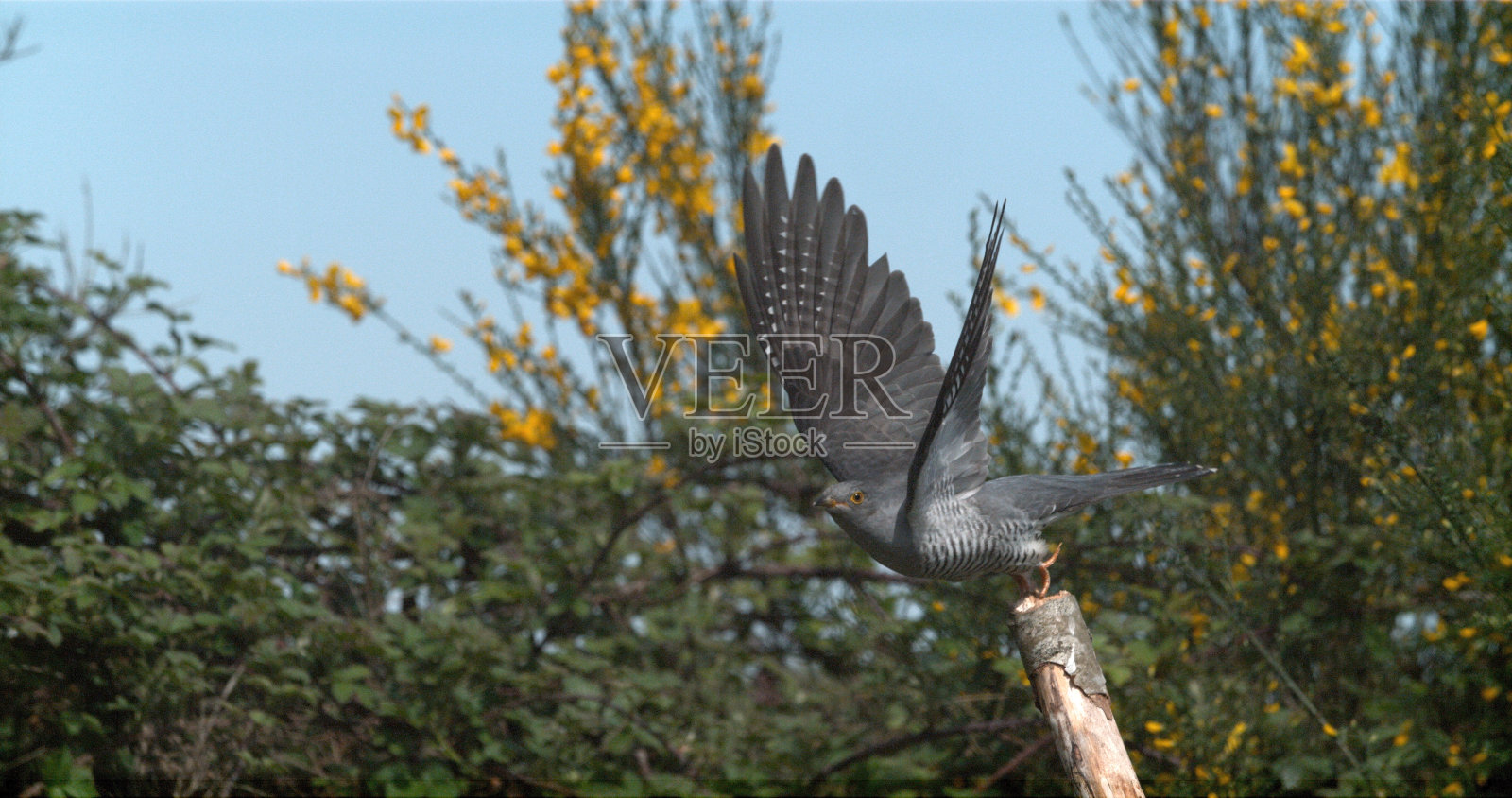 普通杜鹃，canorus杜鹃，飞行中的成鸟，生长于法国诺曼底照片摄影图片