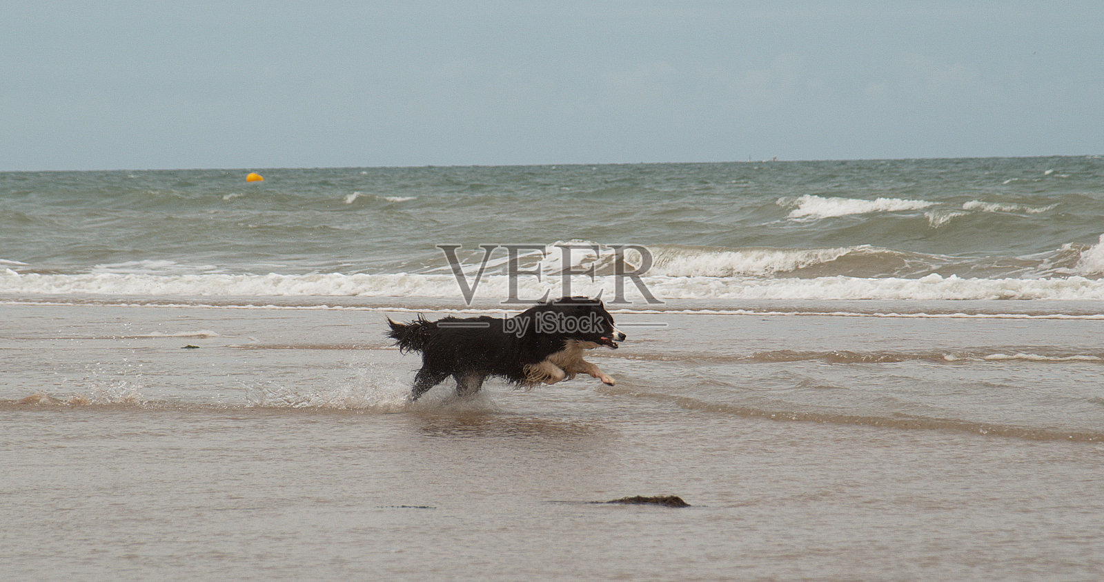 在诺曼底海滩上奔跑的雄性边境牧羊犬照片摄影图片