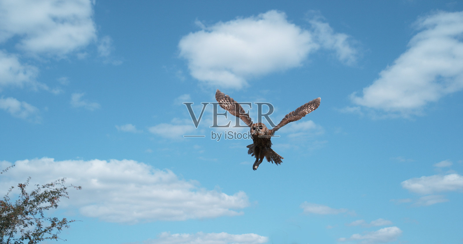 欧亚茶色猫头鹰，strix aluco，成年在飞行中，从树干上起飞，法国诺曼底照片摄影图片