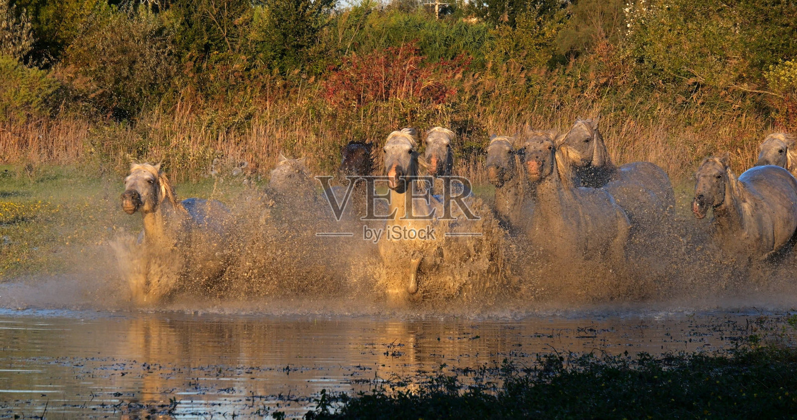 卡马尔格马，在法国南部卡马尔格的圣玛丽德拉梅尔沼泽中小跑或疾驰的牧群照片摄影图片