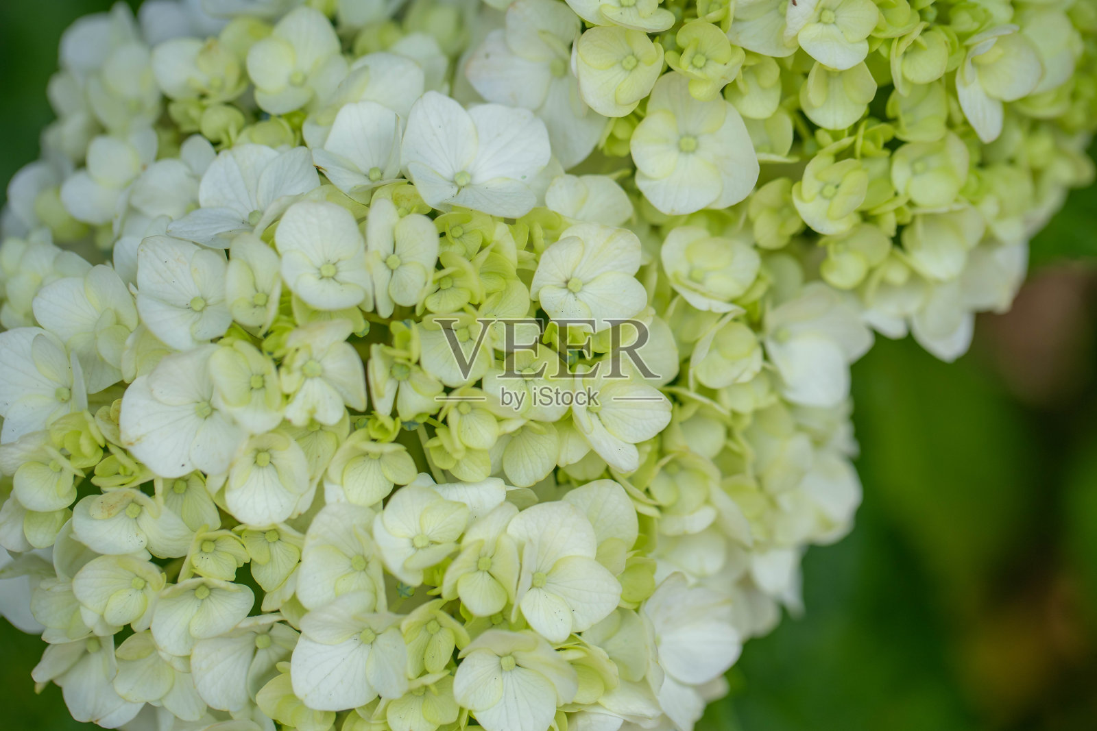 绣球花照片摄影图片