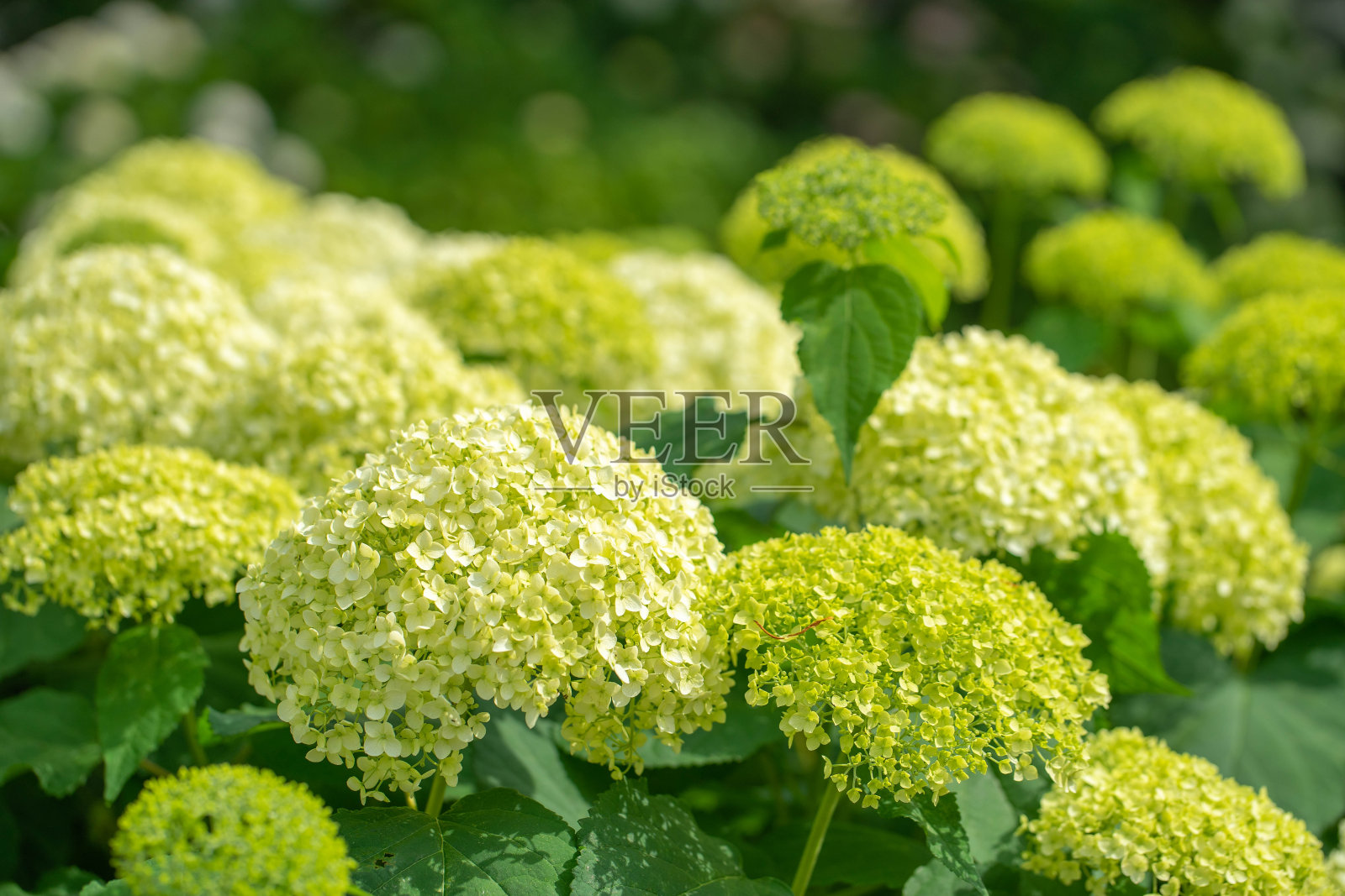 绣球花照片摄影图片