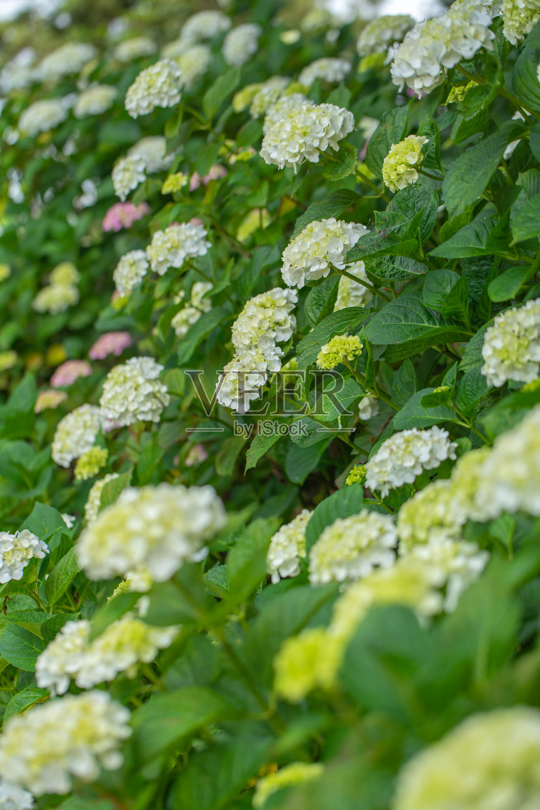 绣球花照片摄影图片