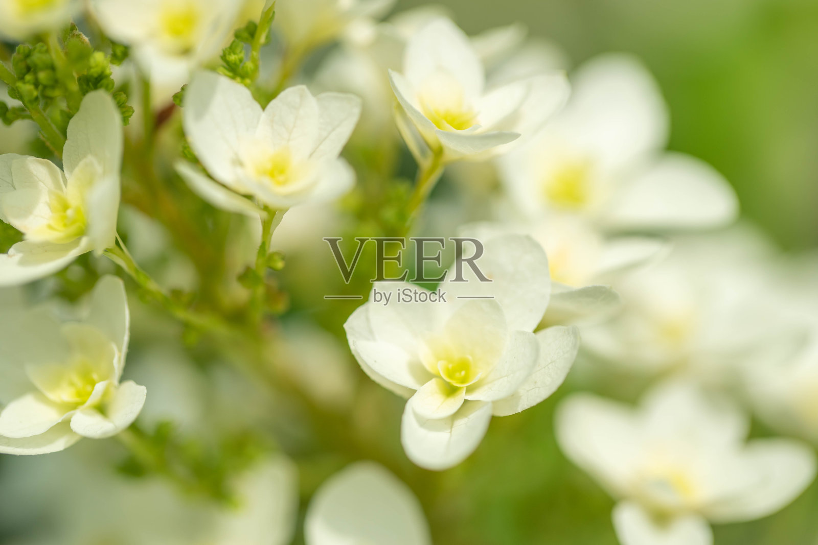 绣球花照片摄影图片