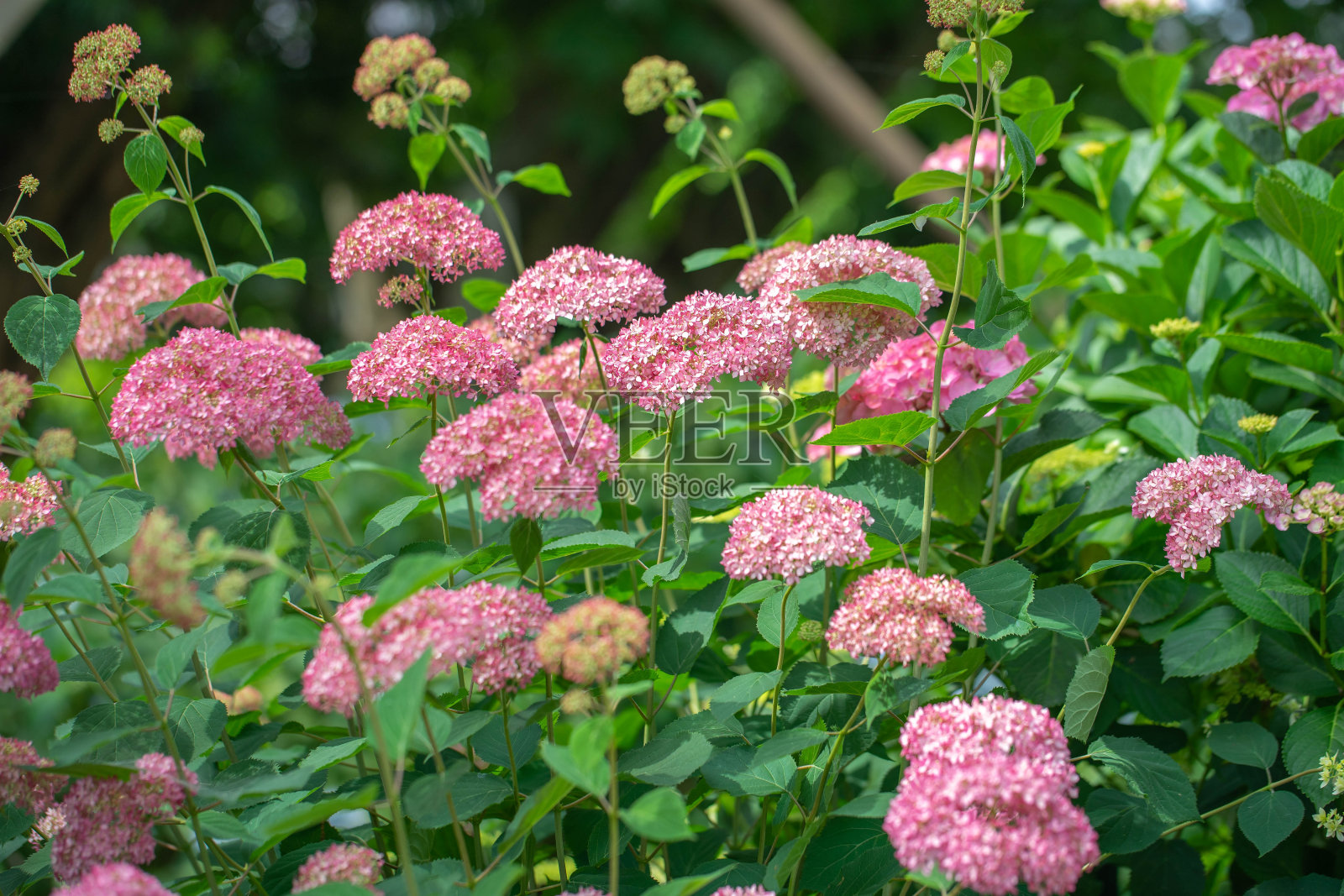 绣球花照片摄影图片