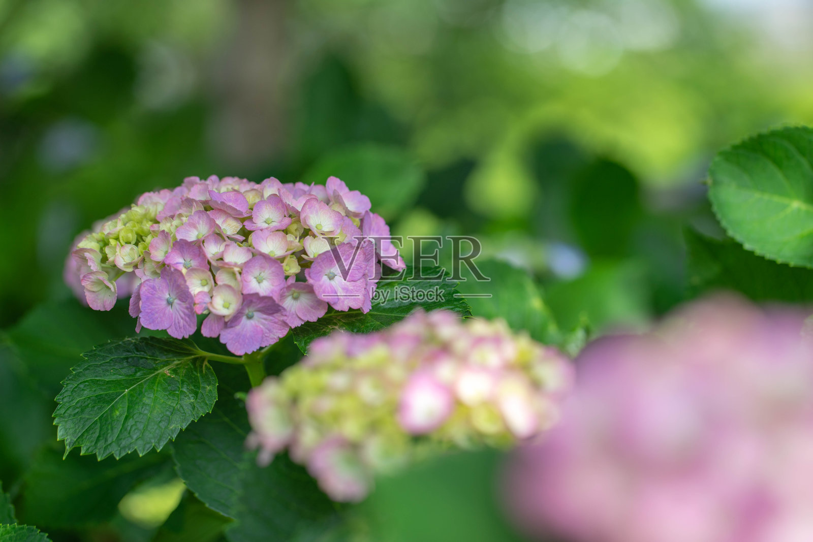 绣球花照片摄影图片