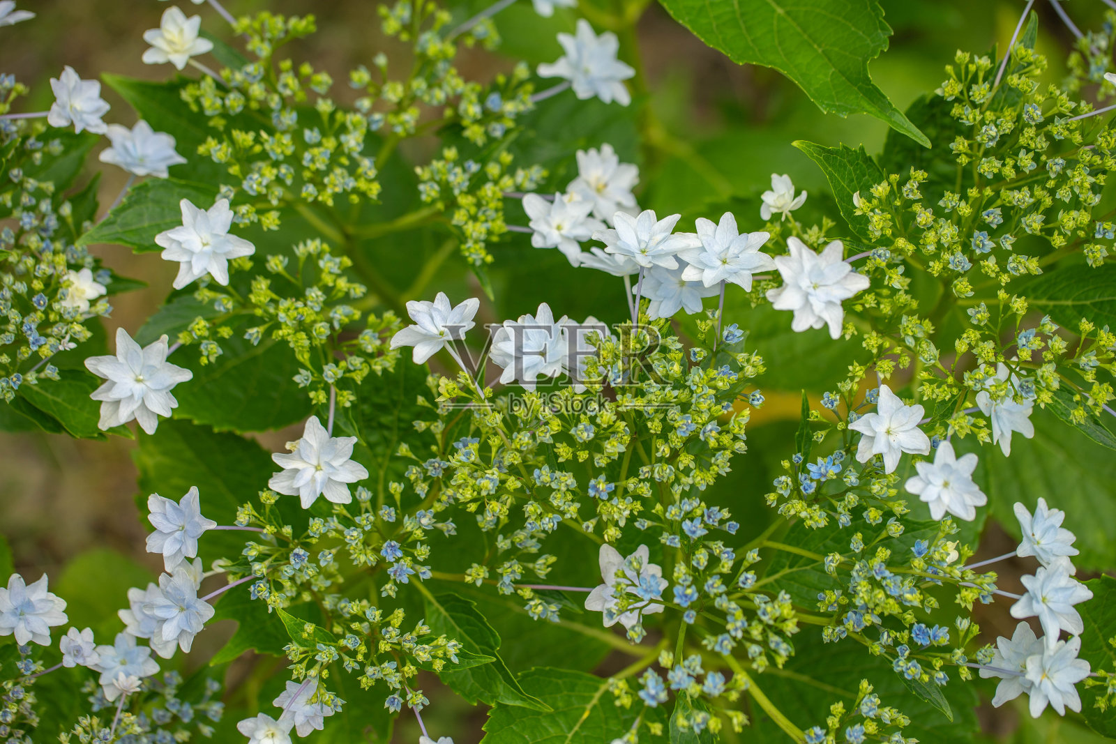绣球花照片摄影图片
