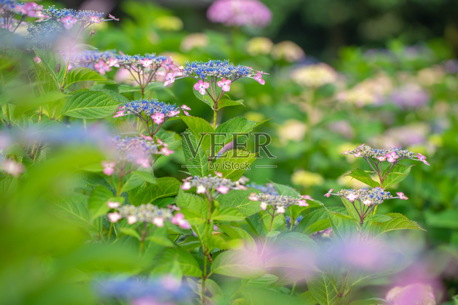 绣球花照片摄影图片
