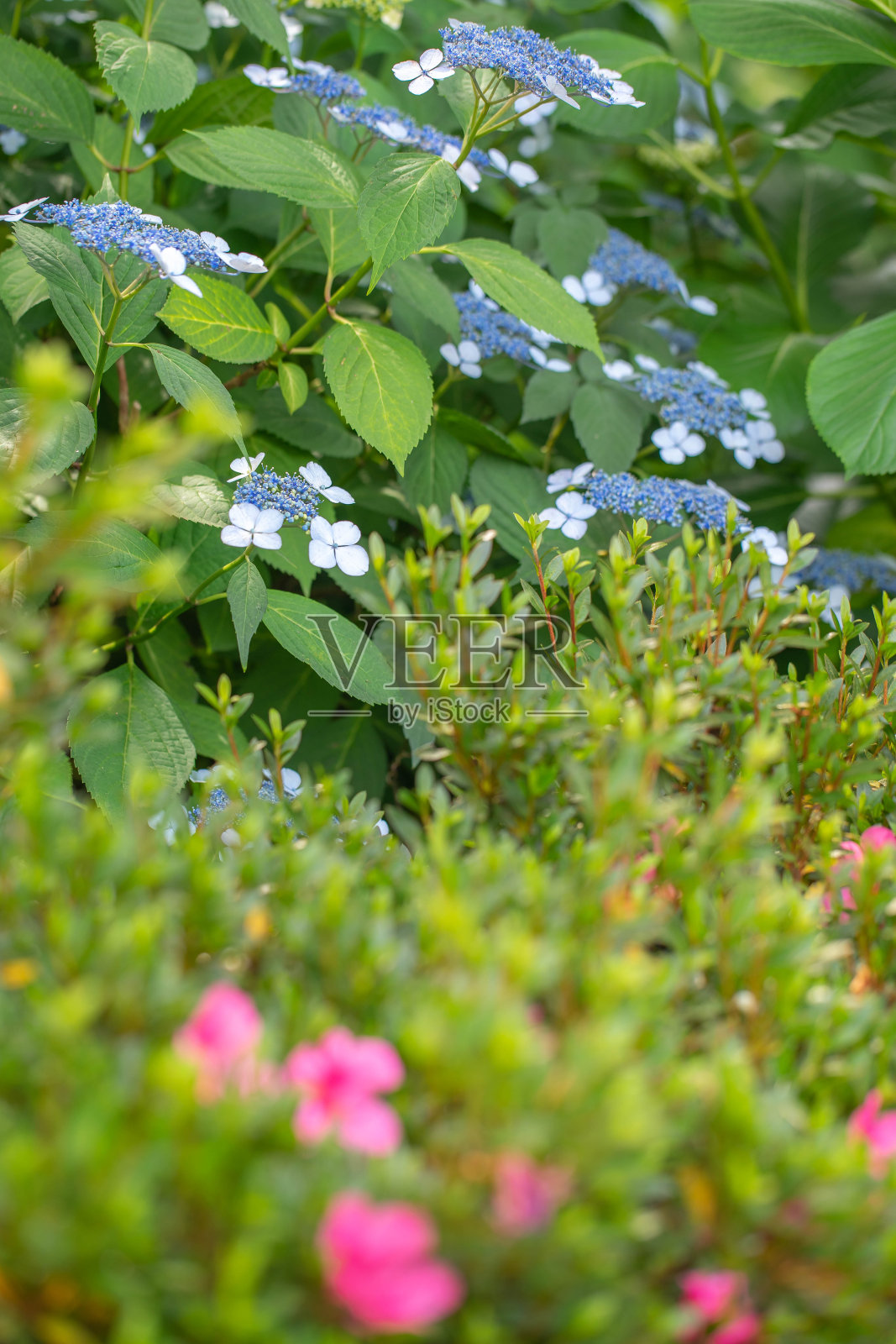 绣球花照片摄影图片