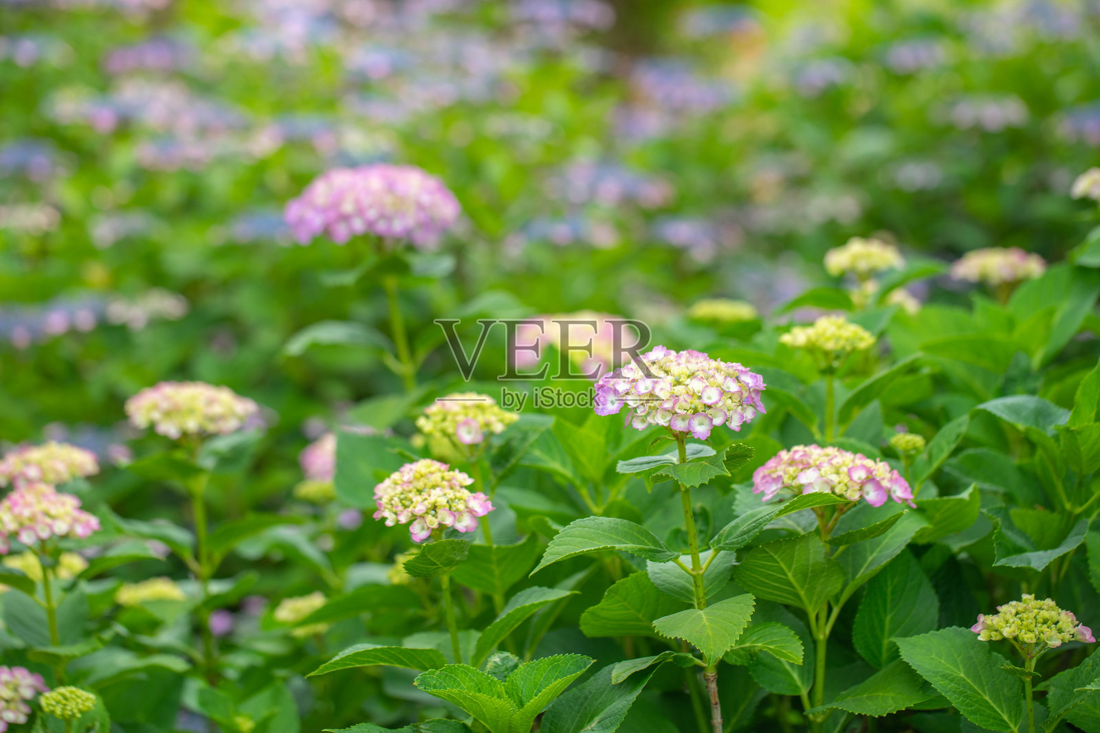 绣球花照片摄影图片