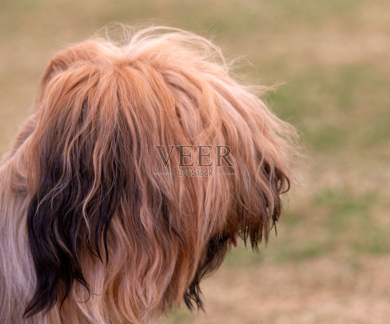 伯瑞犬照片摄影图片