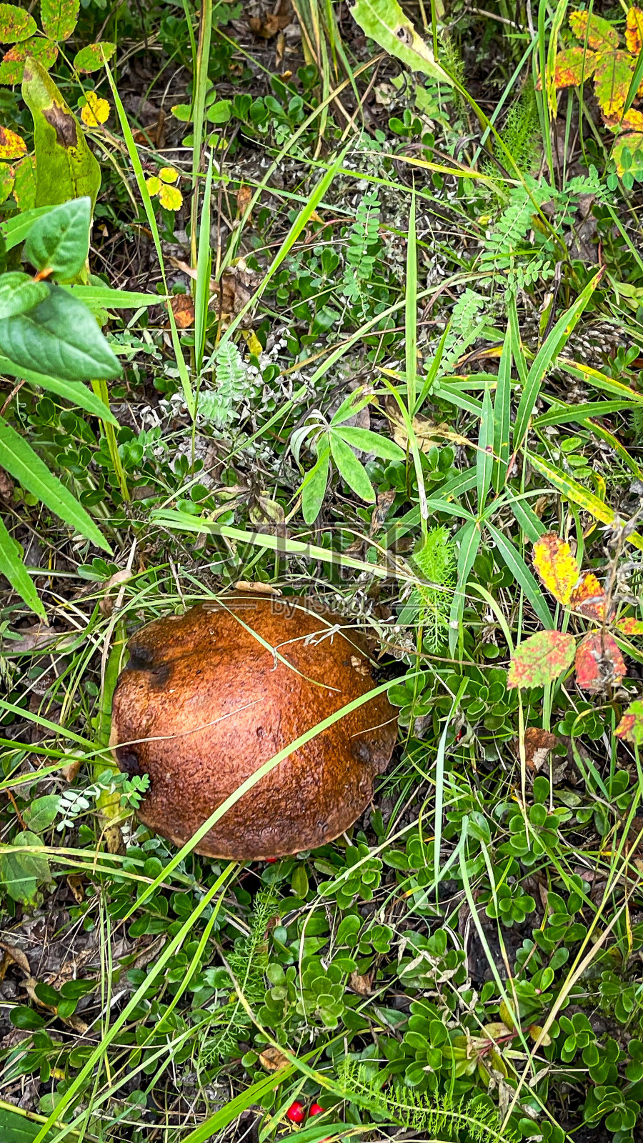 阿拉斯加的野生小蘑菇照片摄影图片