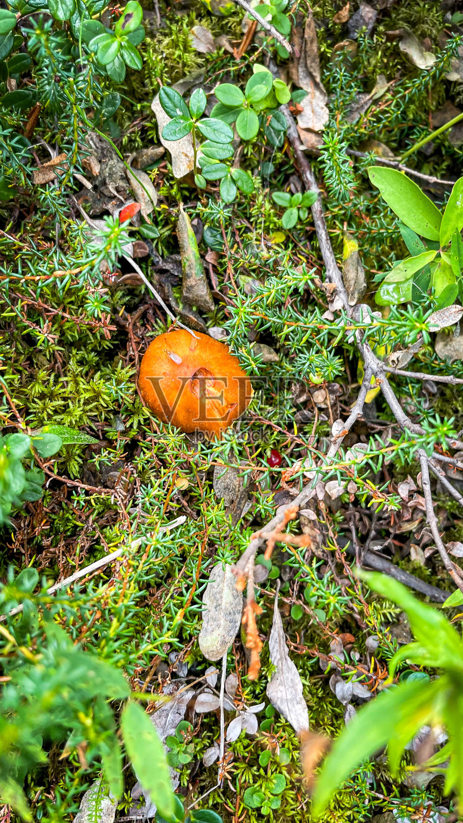 阿拉斯加的野生小蘑菇照片摄影图片