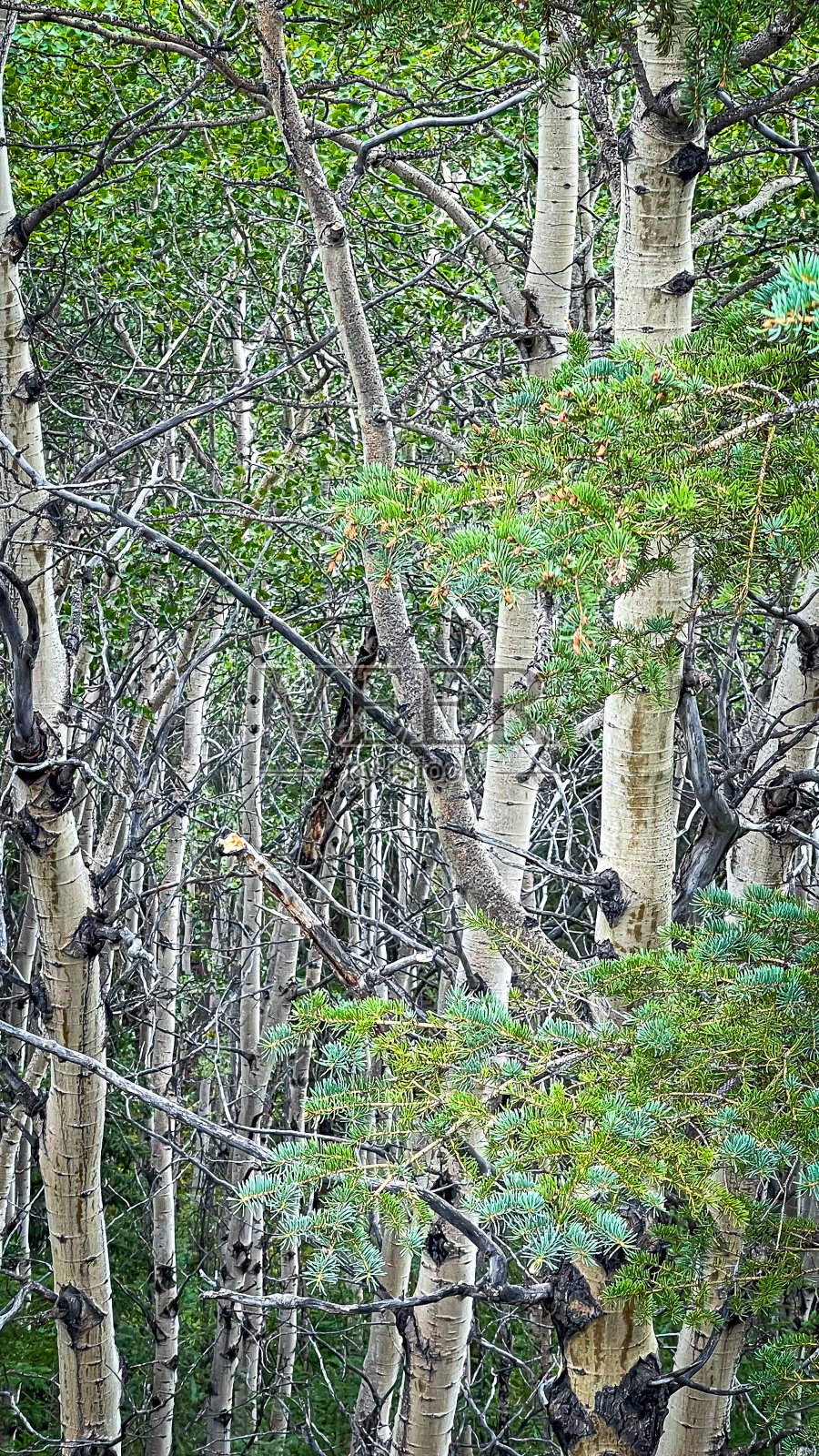 阿拉斯加森林中的桦树树林照片摄影图片