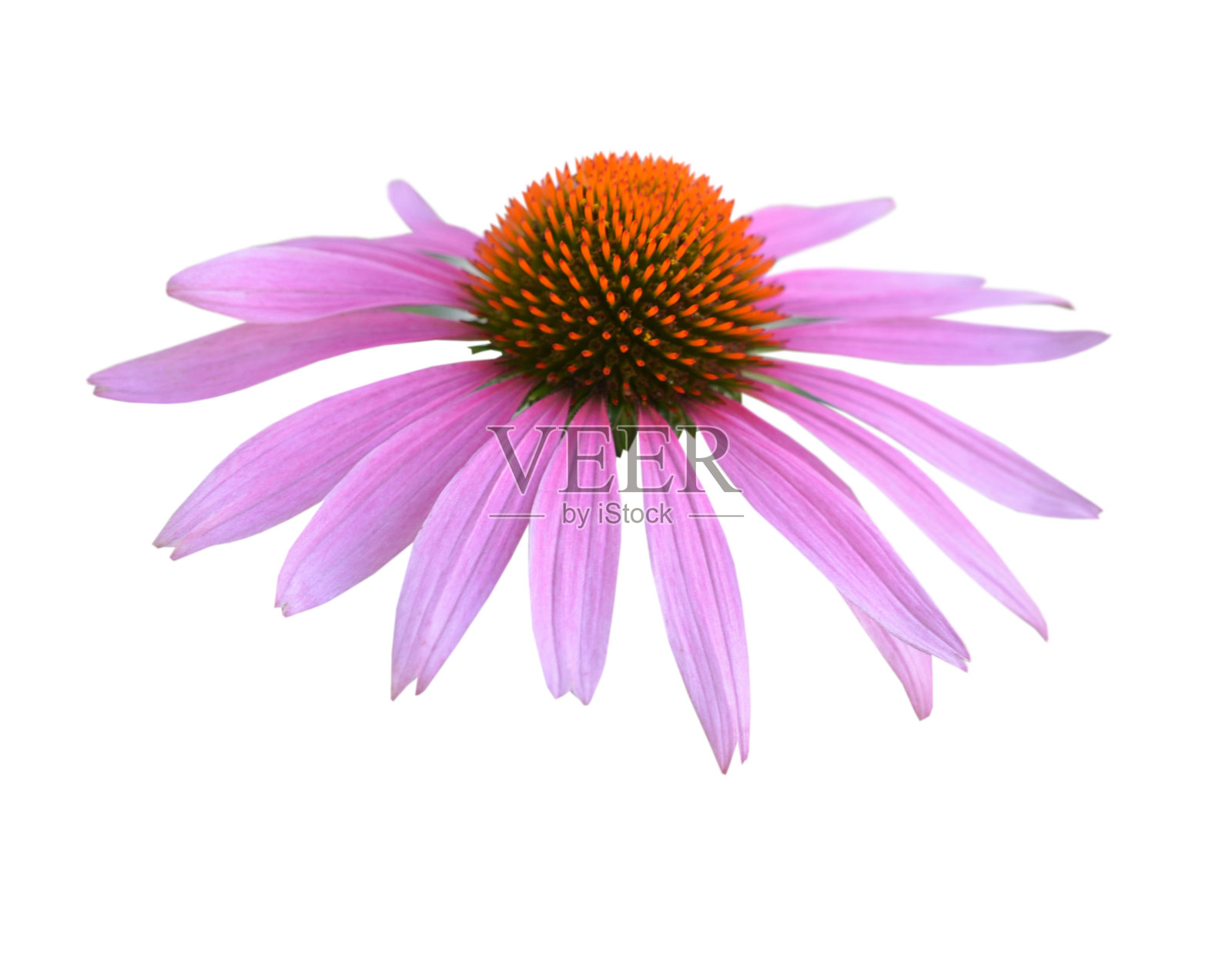 粉红色紫锥菊照片摄影图片