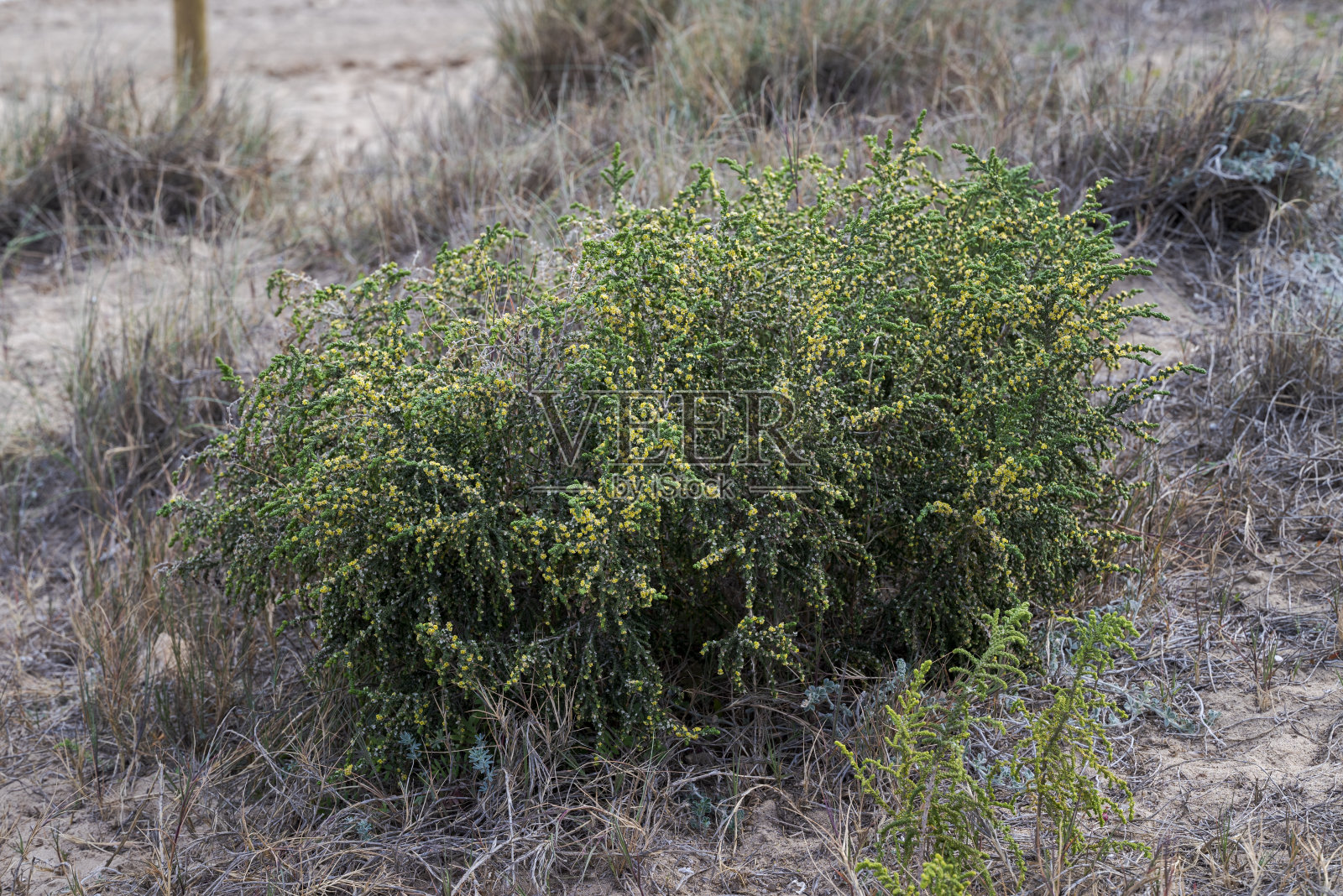 长毛雀草，百里菊照片摄影图片
