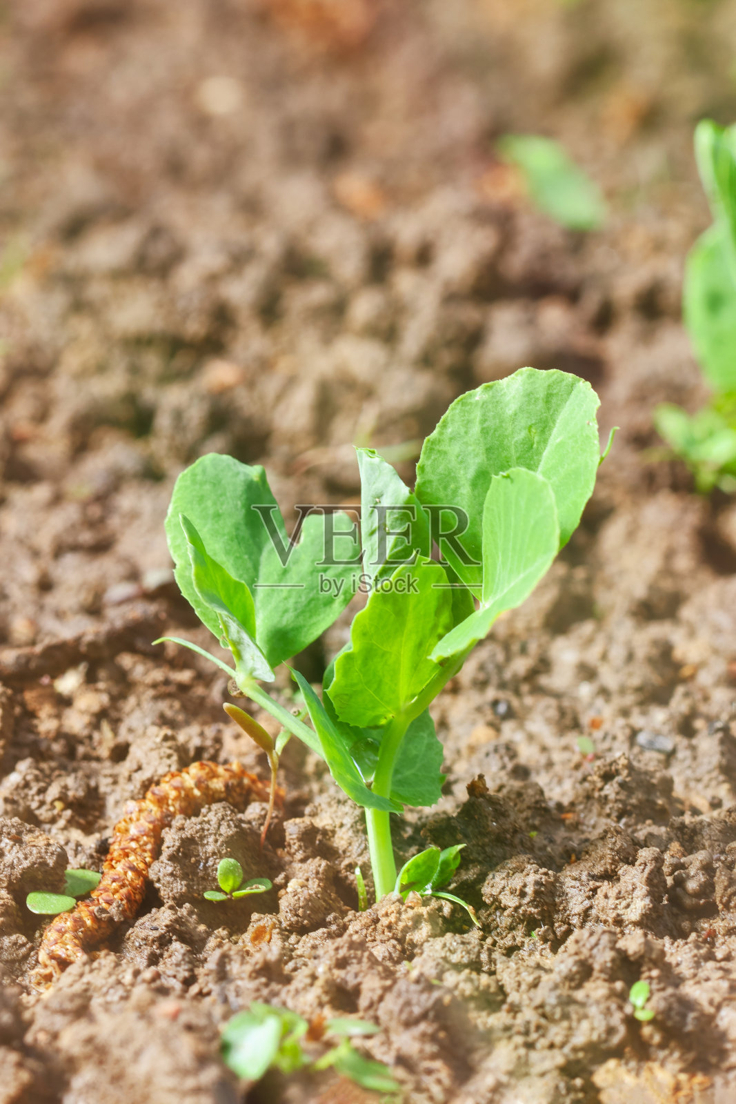 豌豆苗在花园里发芽。照片摄影图片