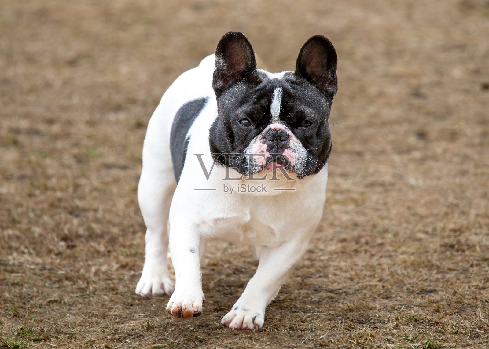 法国斗牛犬照片摄影图片