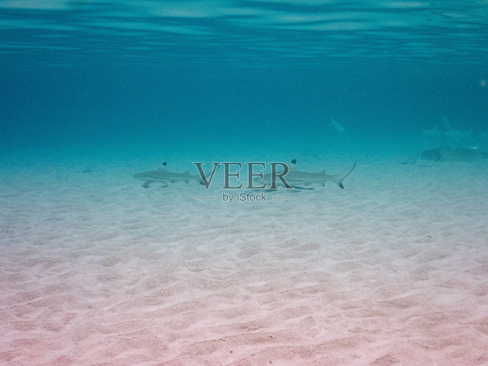 泰国Aow Luek Kohtao的小鲨鱼照片摄影图片