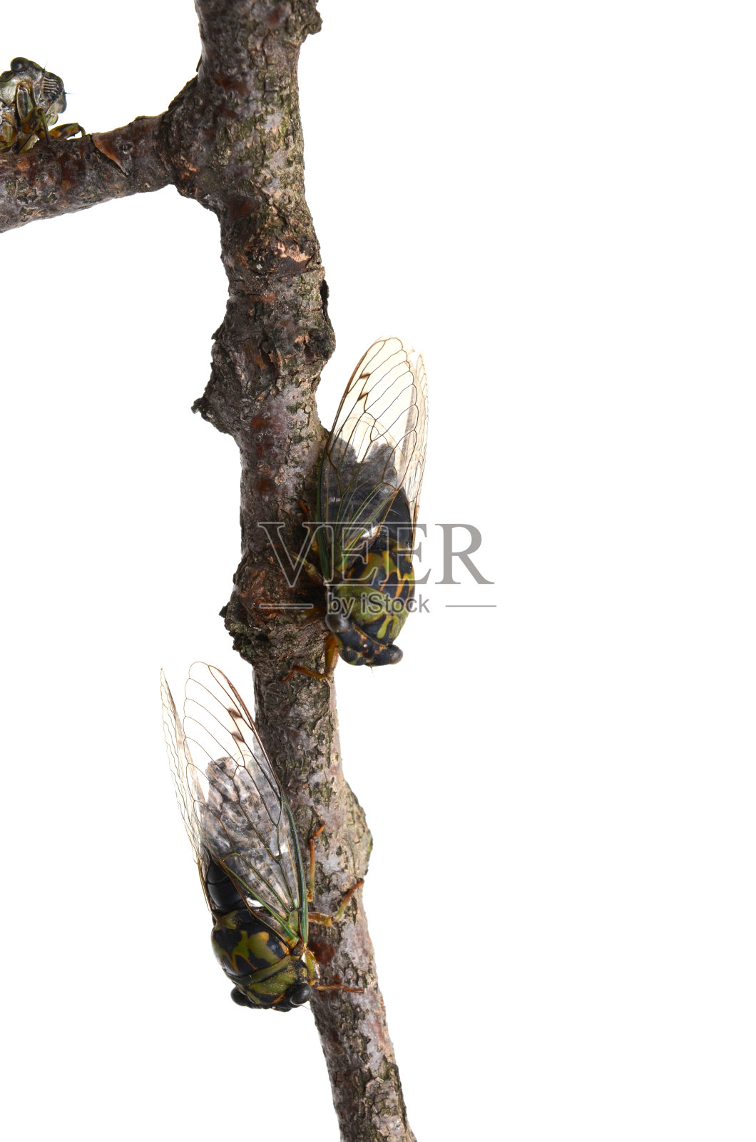 绿蝉虫照片摄影图片