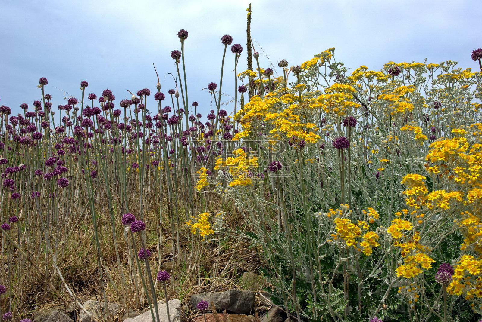野花映衬着天空的景色照片摄影图片