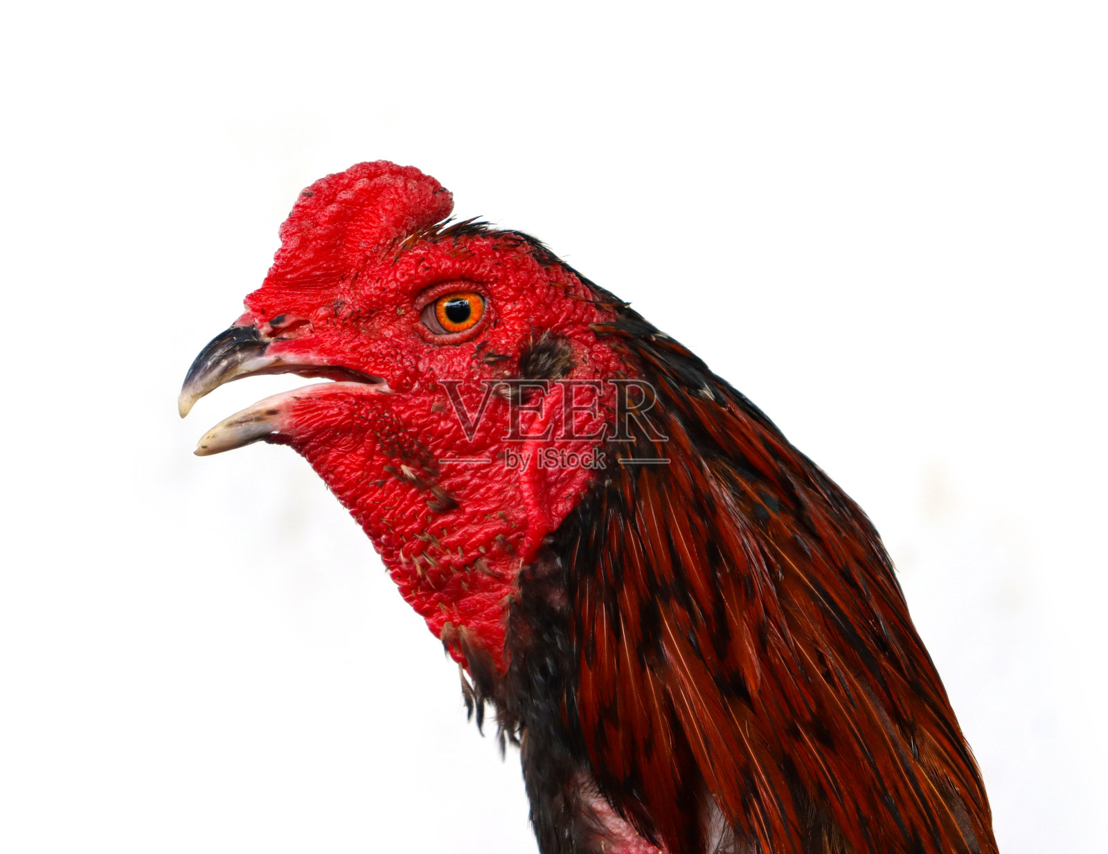 鸡头器官照片摄影图片