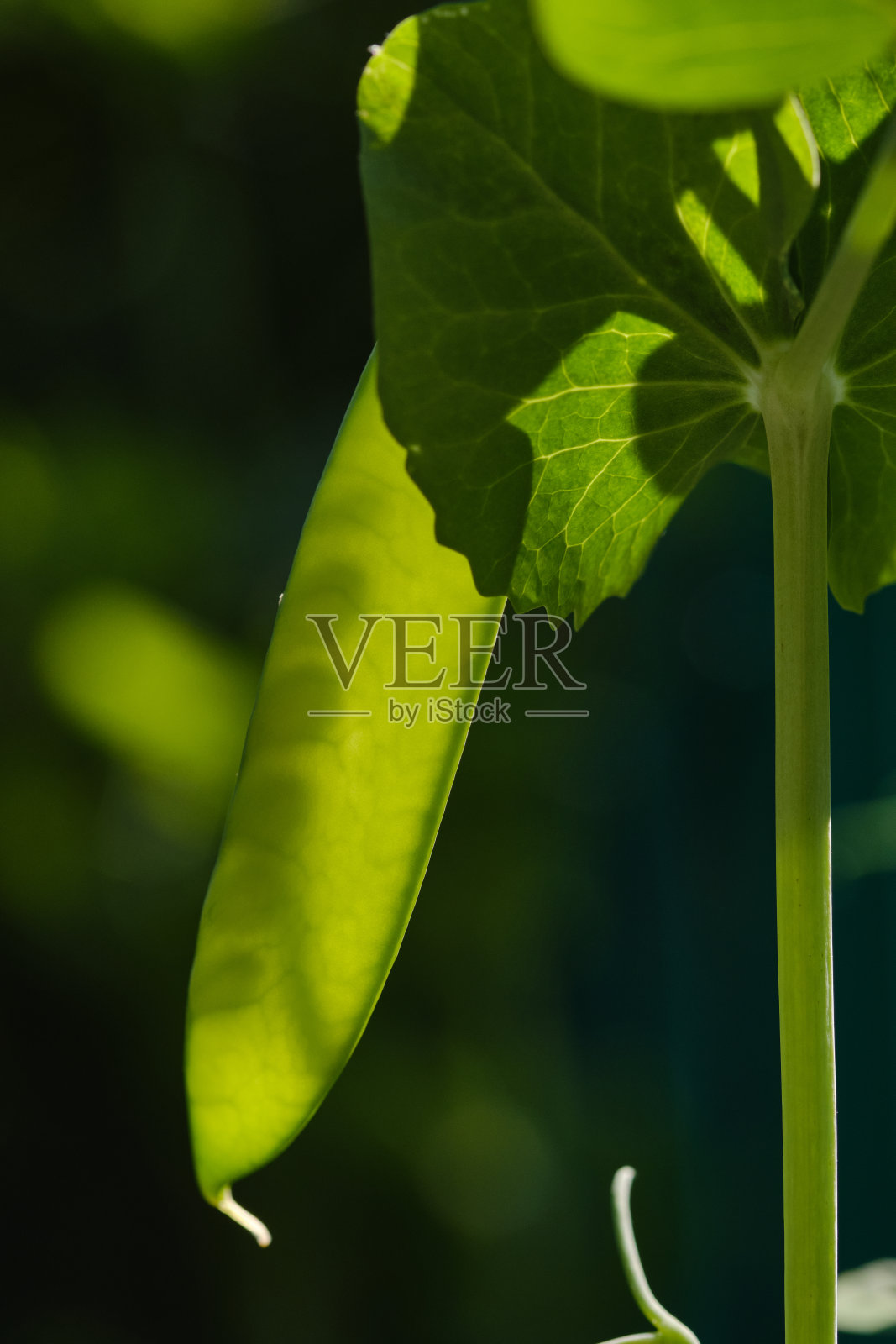 青豆荚照片摄影图片