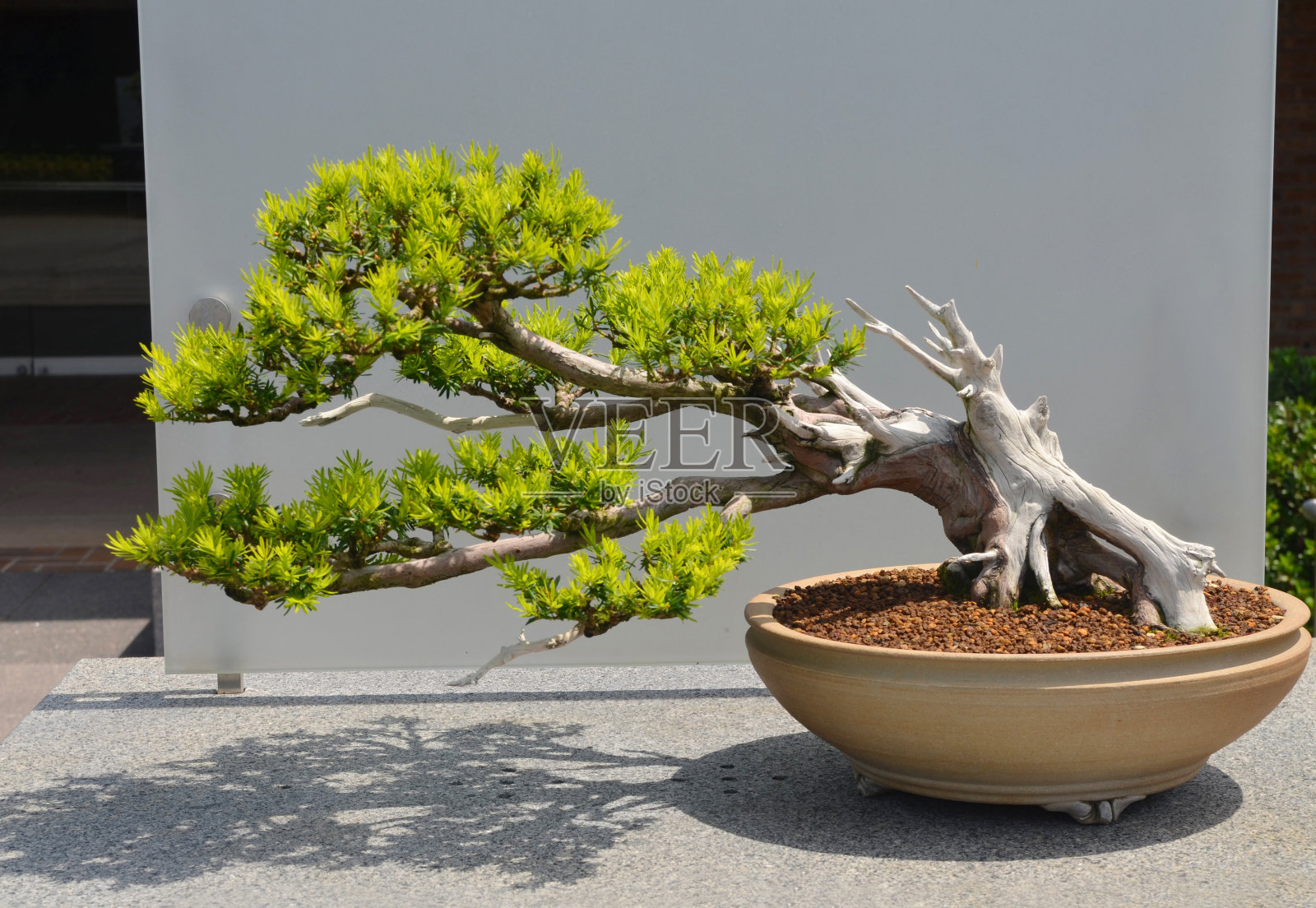 松木盆景照片摄影图片