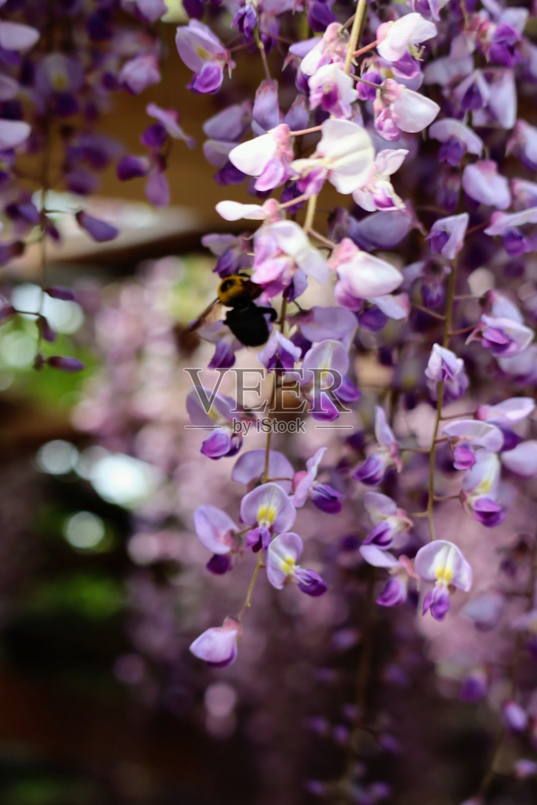 蜜蜂和紫藤花照片摄影图片