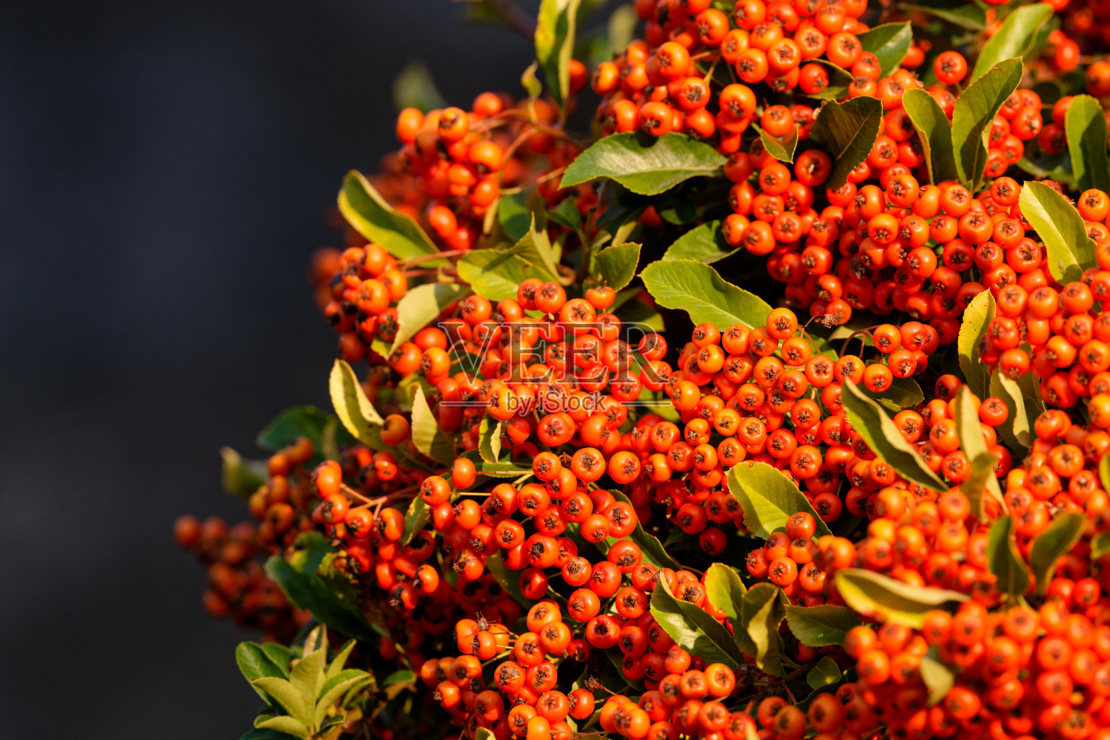 加拿大维多利亚哈特利城堡的狭叶火棘灌木照片摄影图片