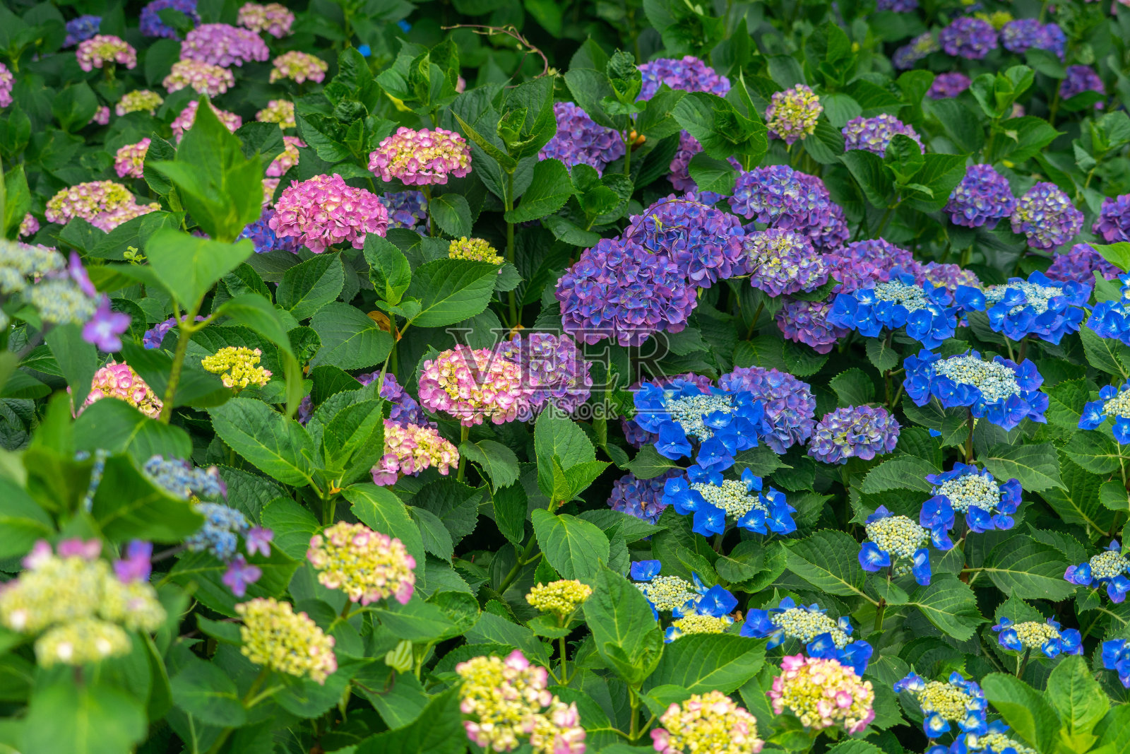 绣球花照片摄影图片