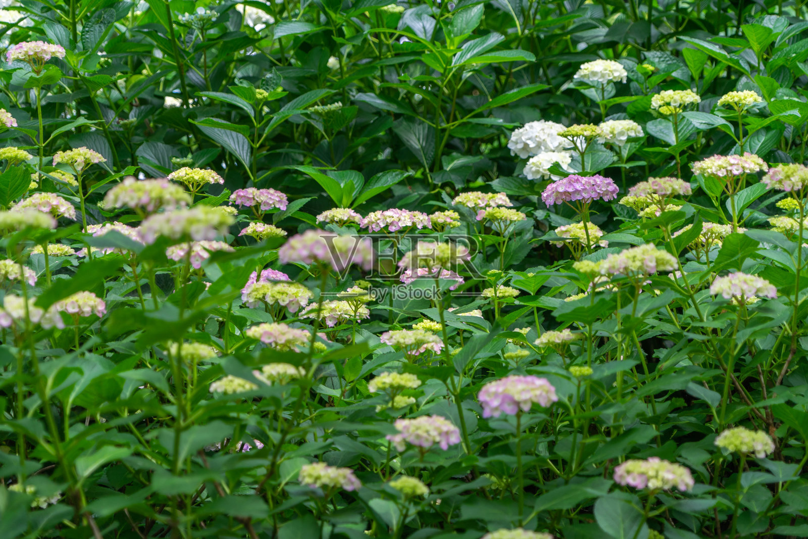 绣球花照片摄影图片