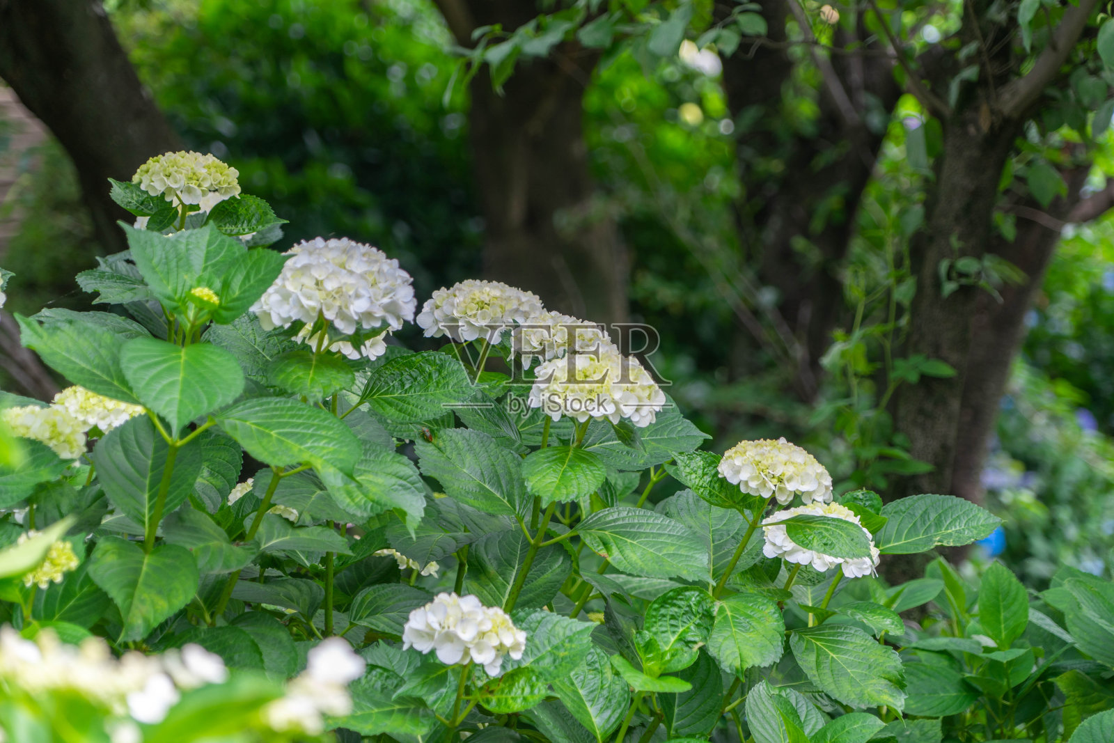 绣球花照片摄影图片
