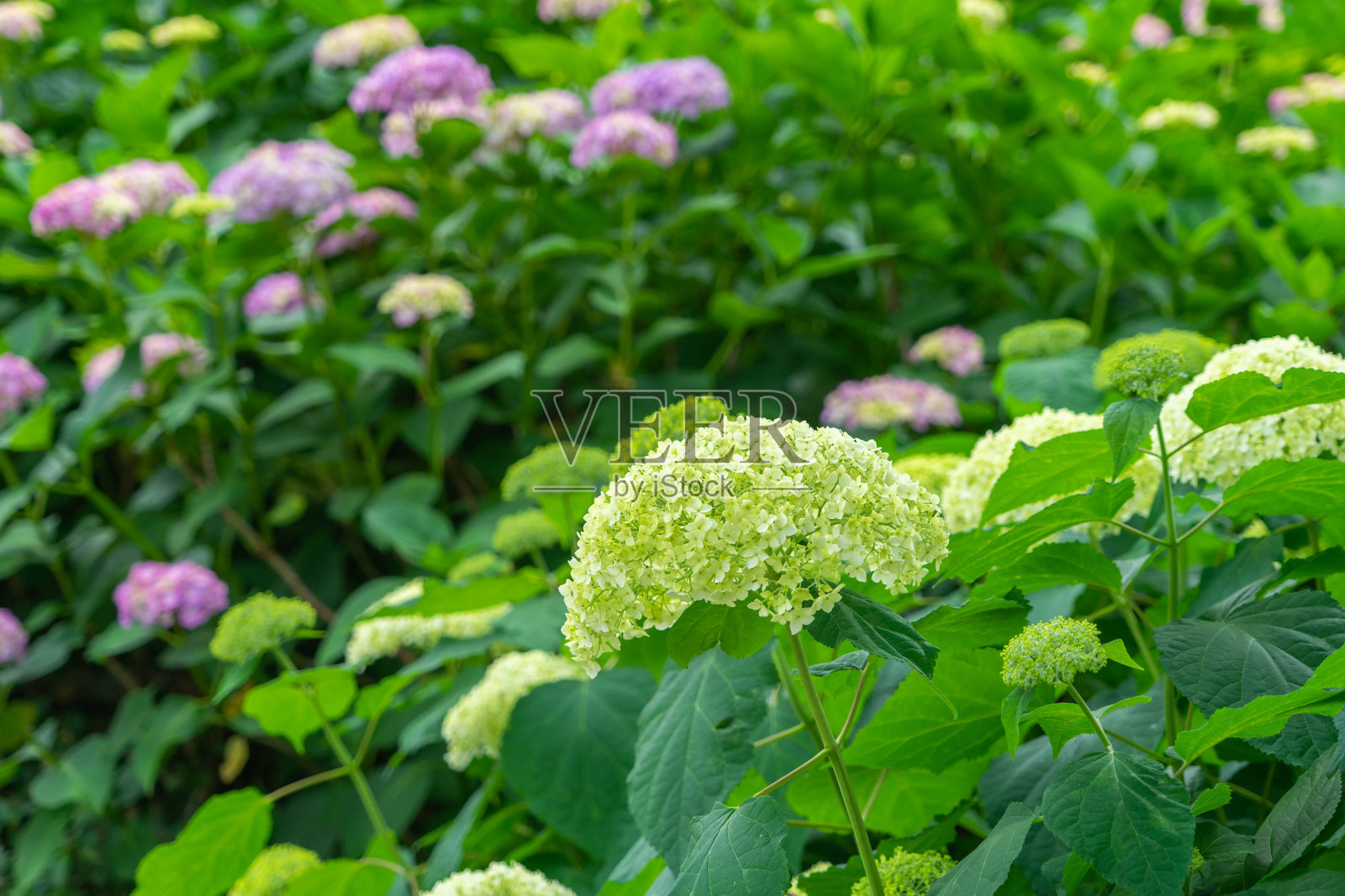 绣球花照片摄影图片